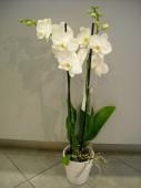 images/24_fleurs_cavalaire_1001_fleurs_orchidee-avec-cache-pot.jpg