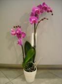 images/27_fleurs_cavalaire_1001_fleurs_orchidee-avec-cache-pot.jpg