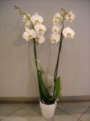 images/29_fleurs_cavalaire_1001_fleurs_orchidee-avec-cache-pot.jpg